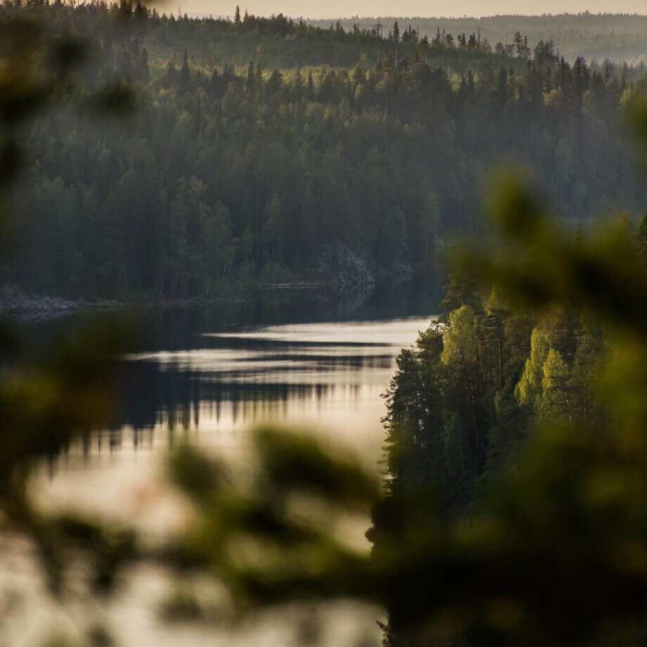 фото река и лес