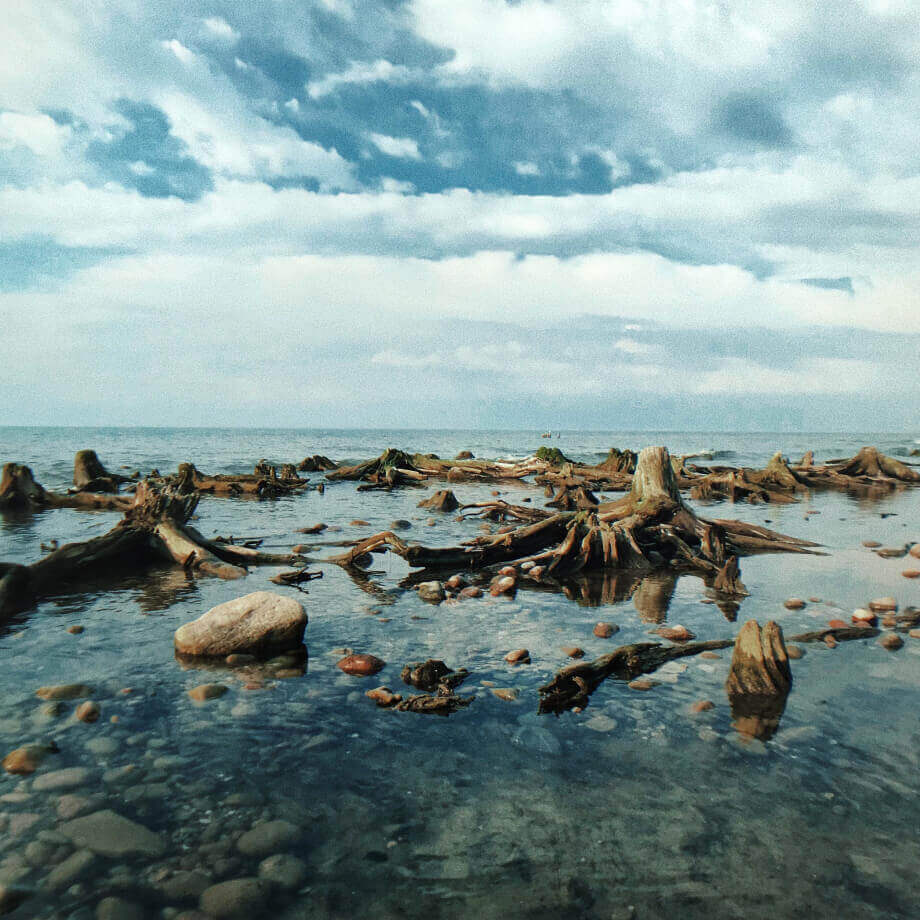 фото корни деревьев в воде